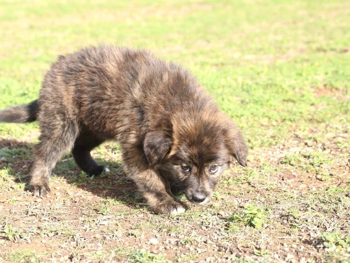 Adotta un cane, femmina, 2 mesi, Trapani