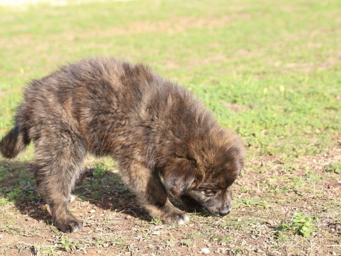 Adotta un cane, taglia media, femmina, Trapani