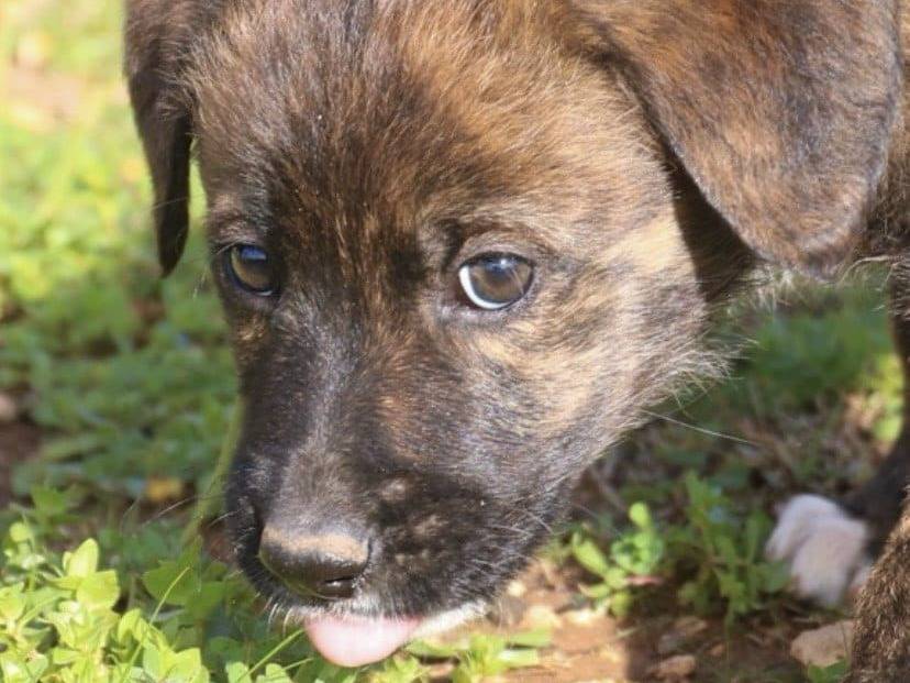 Foto dell'animale
