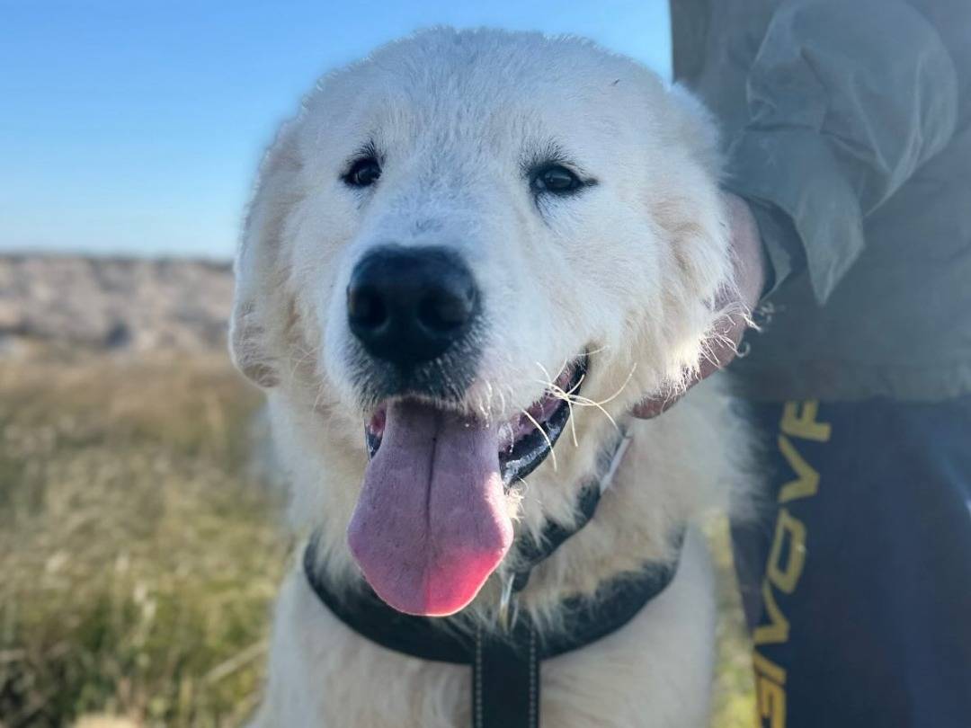 Adozione cane, maschio, Pastore maremmano Razza sconosciuta, 1 anno, taglia gigante, Lecce