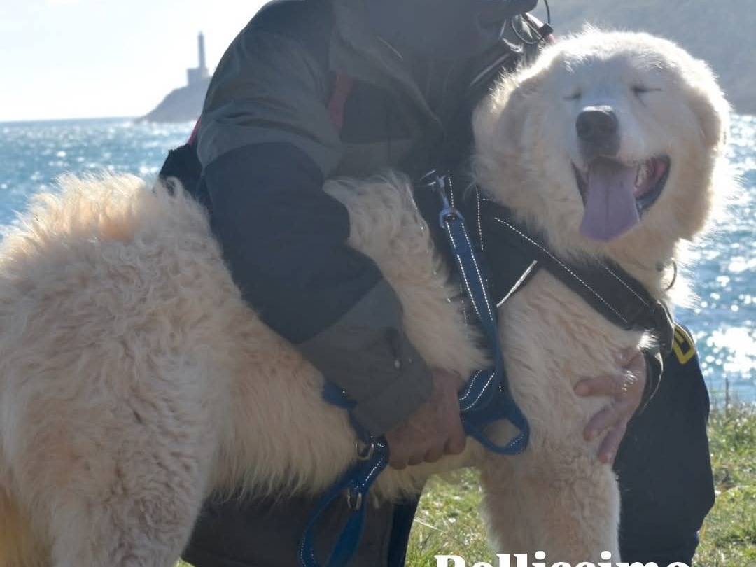 Adotta un cane, taglia gigante, maschio, Lecce