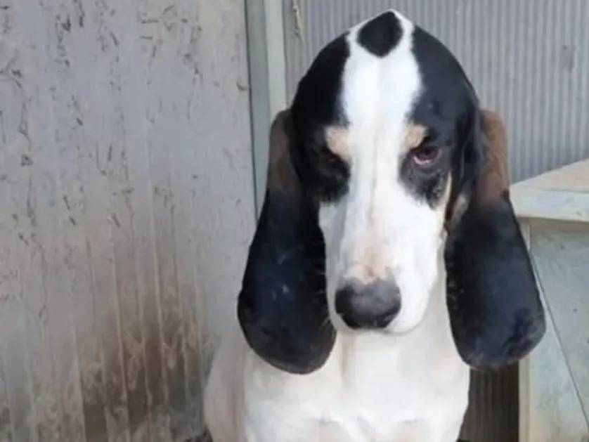 Adotta un cane, maschio, 5 anni  e 2 mesi , Caserta