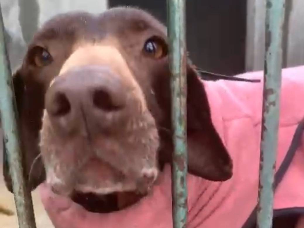 Adozione cane, femmina, Razza sconosciuta Razza sconosciuta, 9 anni , taglia media contenuta, Cosenza