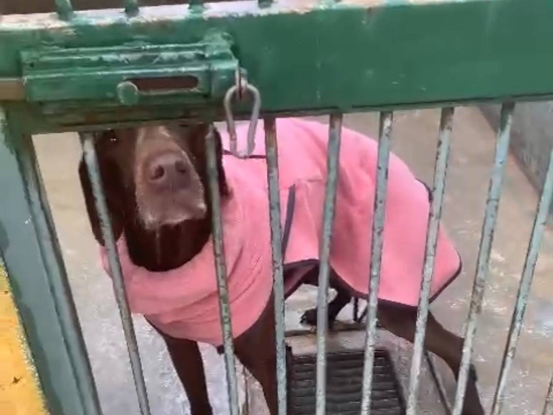 Adotta un cane, femmina, 9 anni , Cosenza