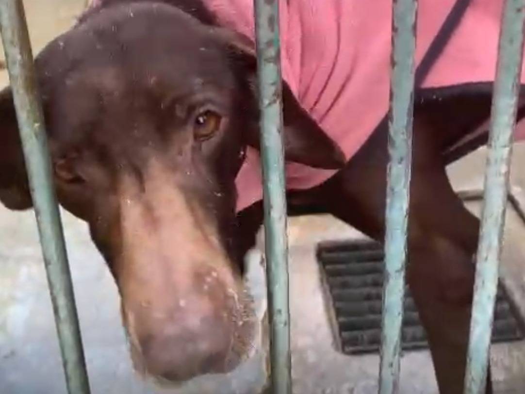 Adotta un cane, taglia media contenuta, femmina, Cosenza