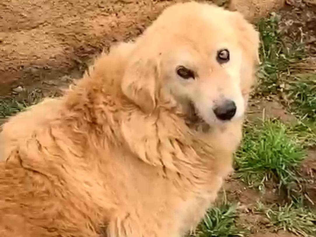 Foto dell'animale