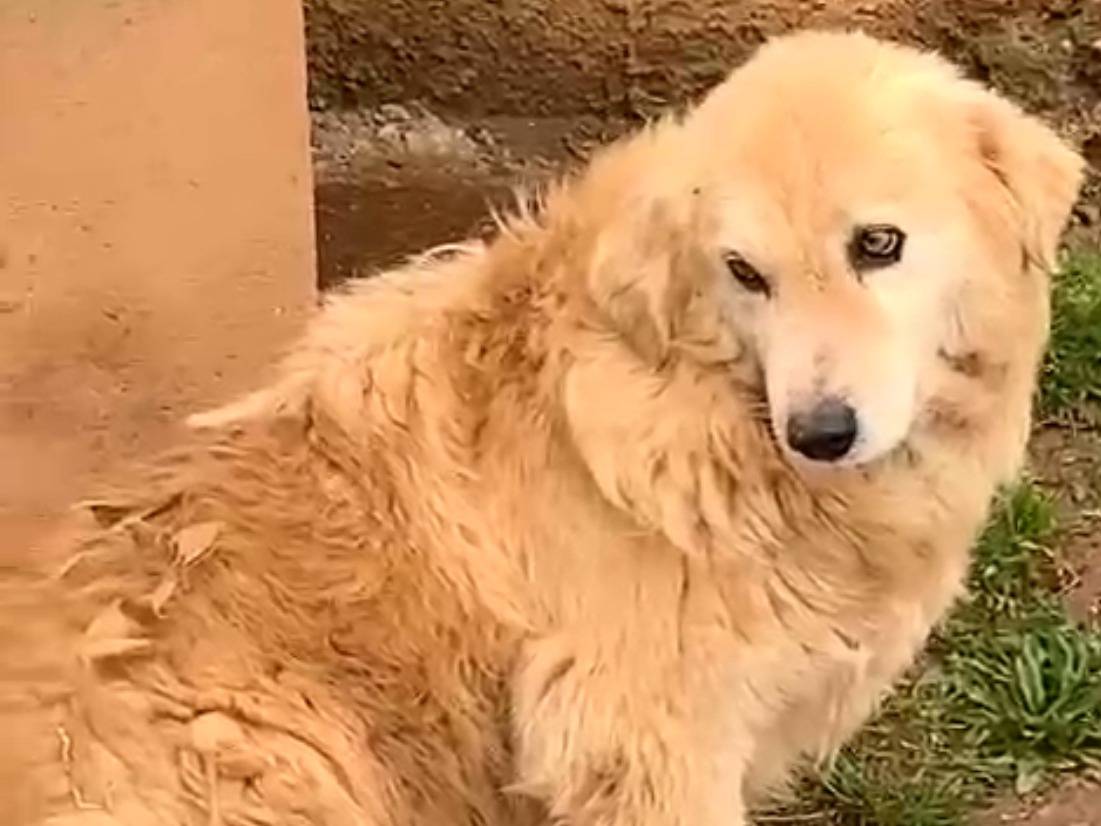 Adotta un cane, maschio, 9 anni  e 1 mese, Cosenza