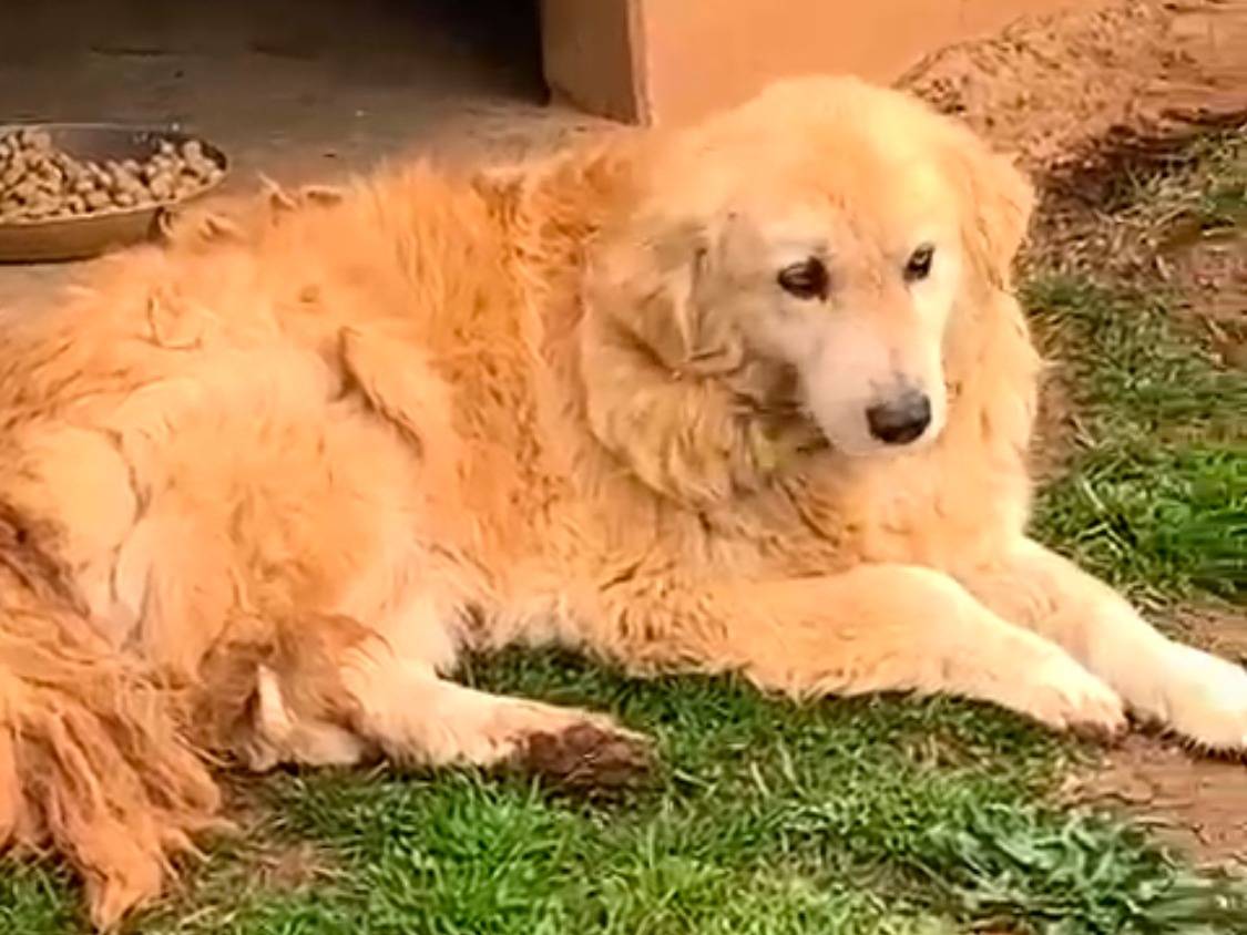 Adotta un cane, taglia media, maschio, Cosenza