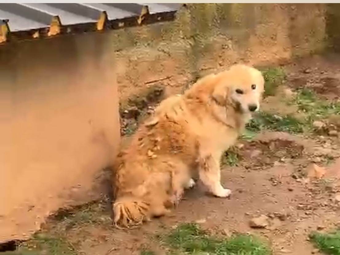 Vuoi adottare un cane a Cosenza?