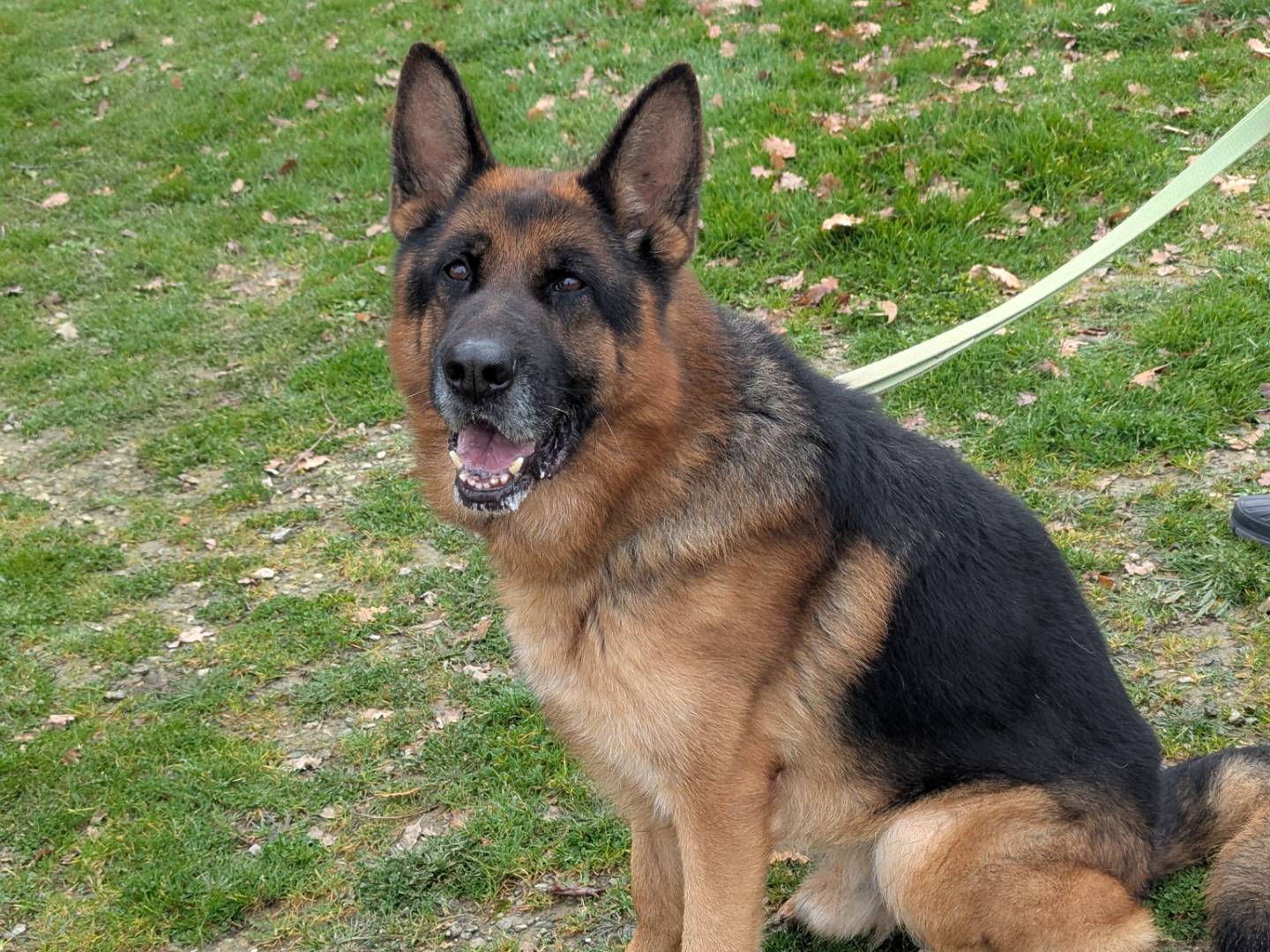 Vuoi adottare un cane a Pisa?