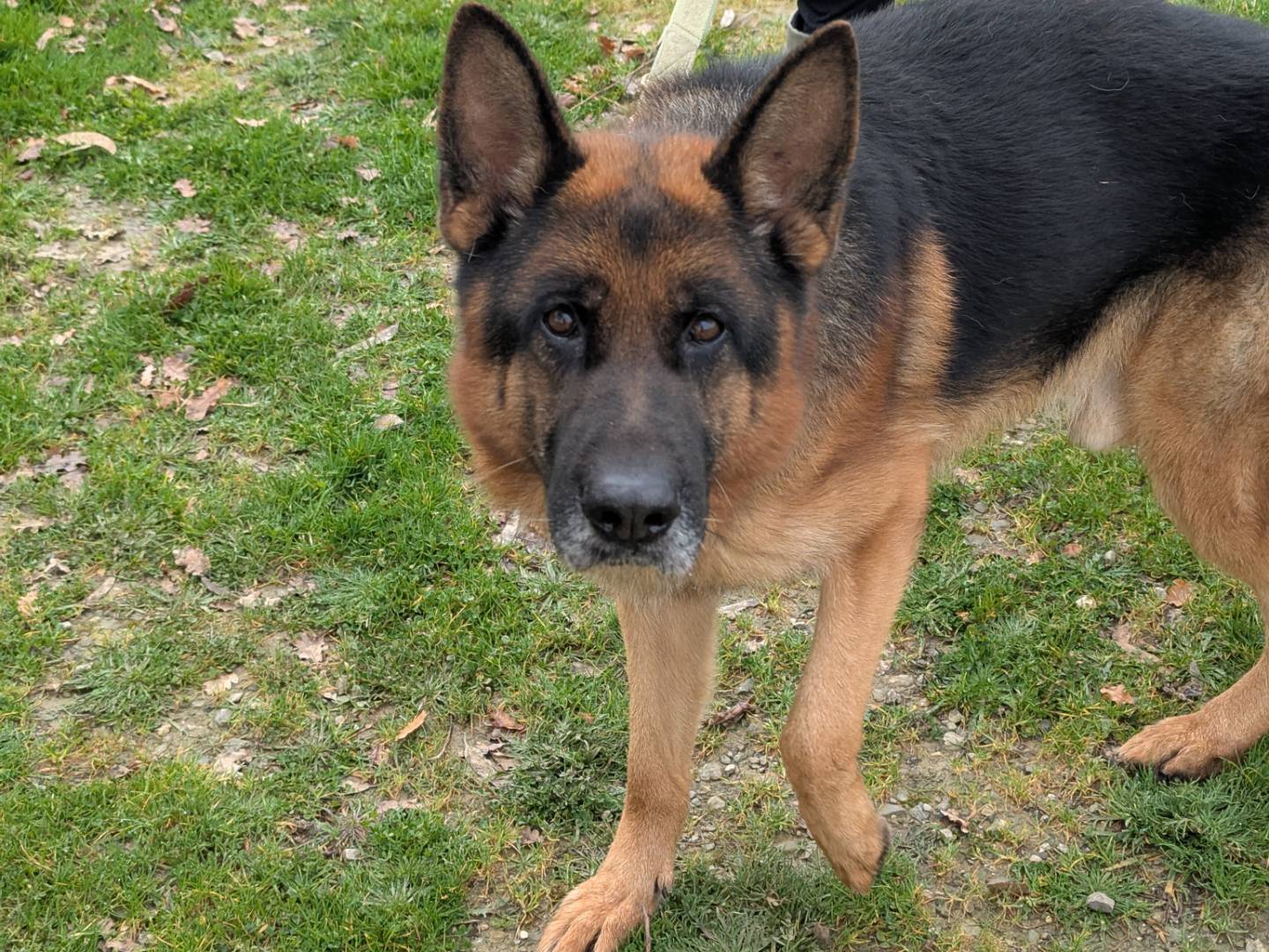 Adotta il cane Lupo a Pisa