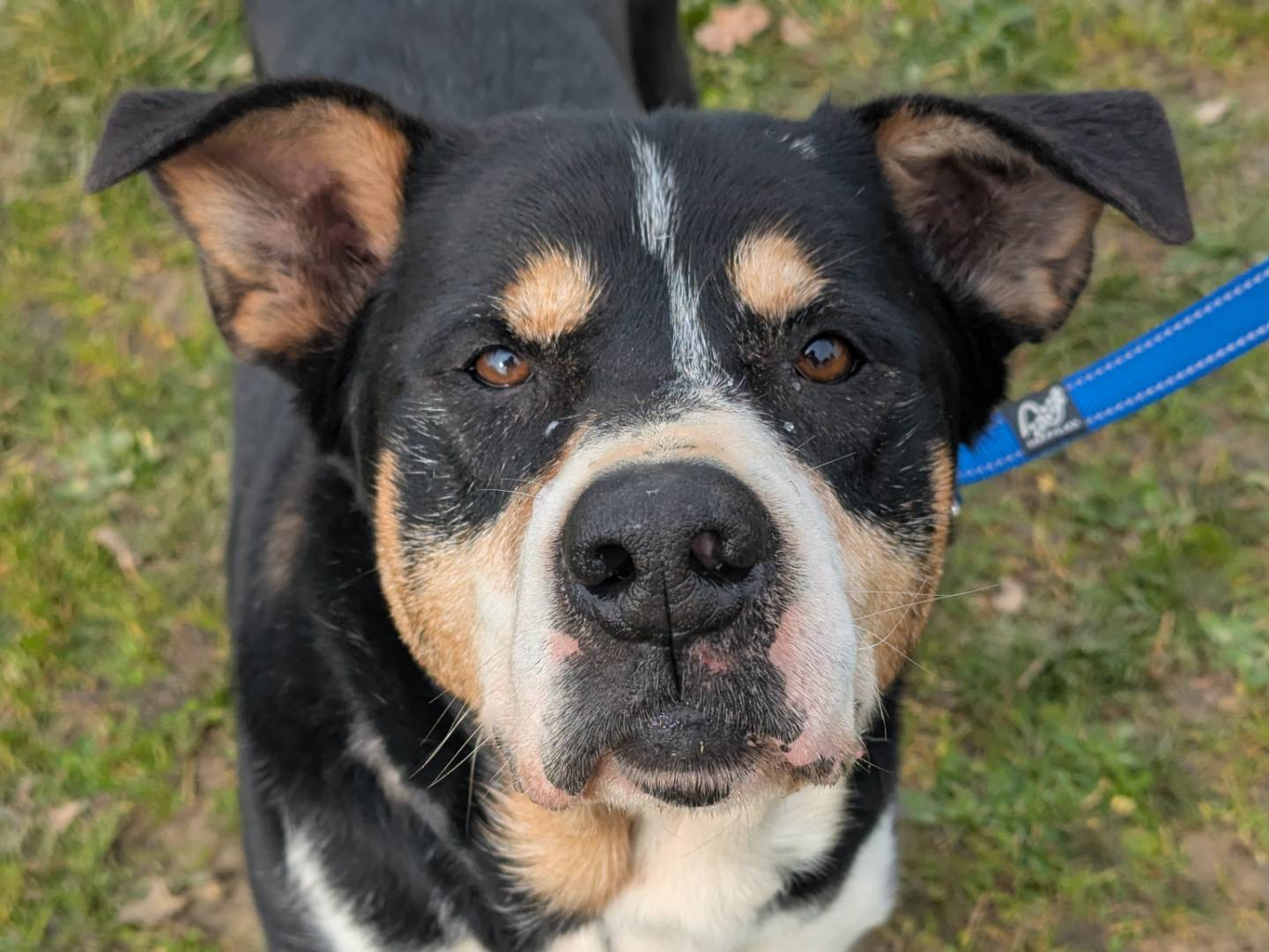Adotta un cane, maschio, 8 anni  e 5 mesi , Pisa