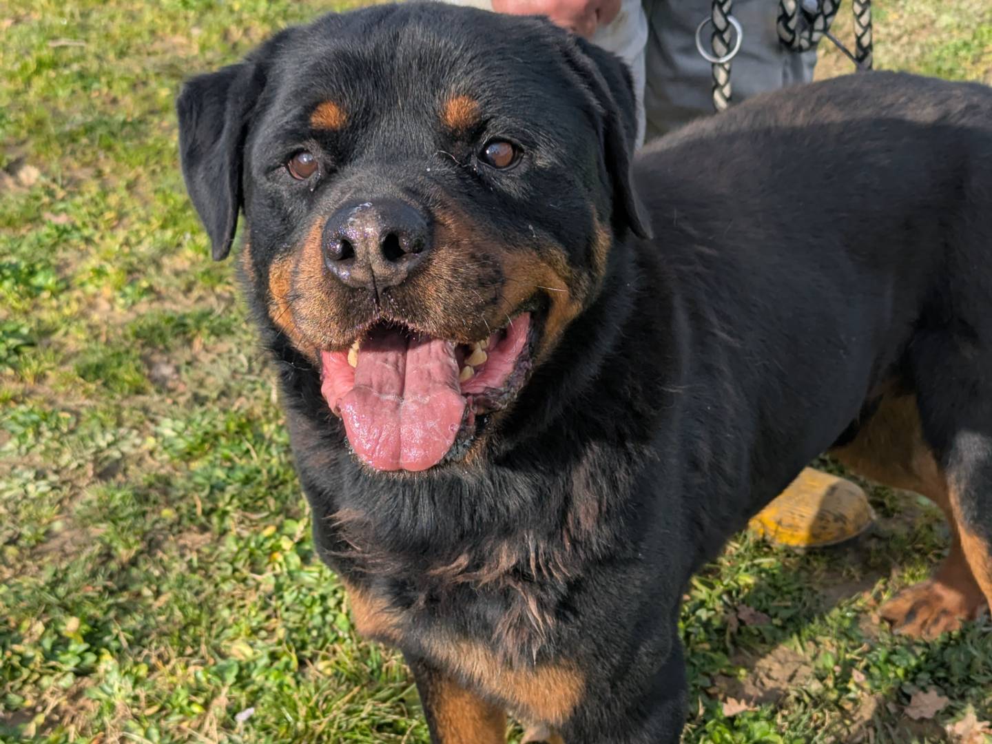 Adotta un cane, maschio, 8 anni  e 3 mesi , Pisa