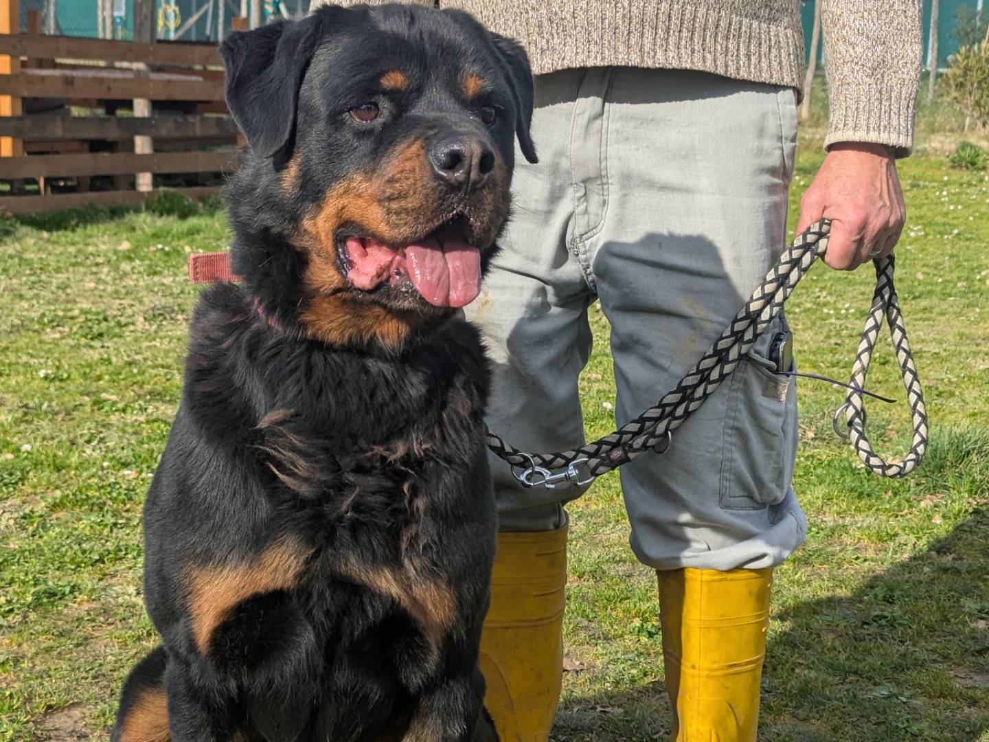 Adotta un cane, taglia gigante, maschio, Pisa