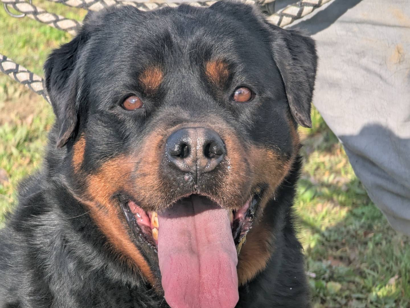 Adozione cane, femmina, Rottweiler Razza sconosciuta, 6 anni  e 1 mese, taglia grande, Pisa