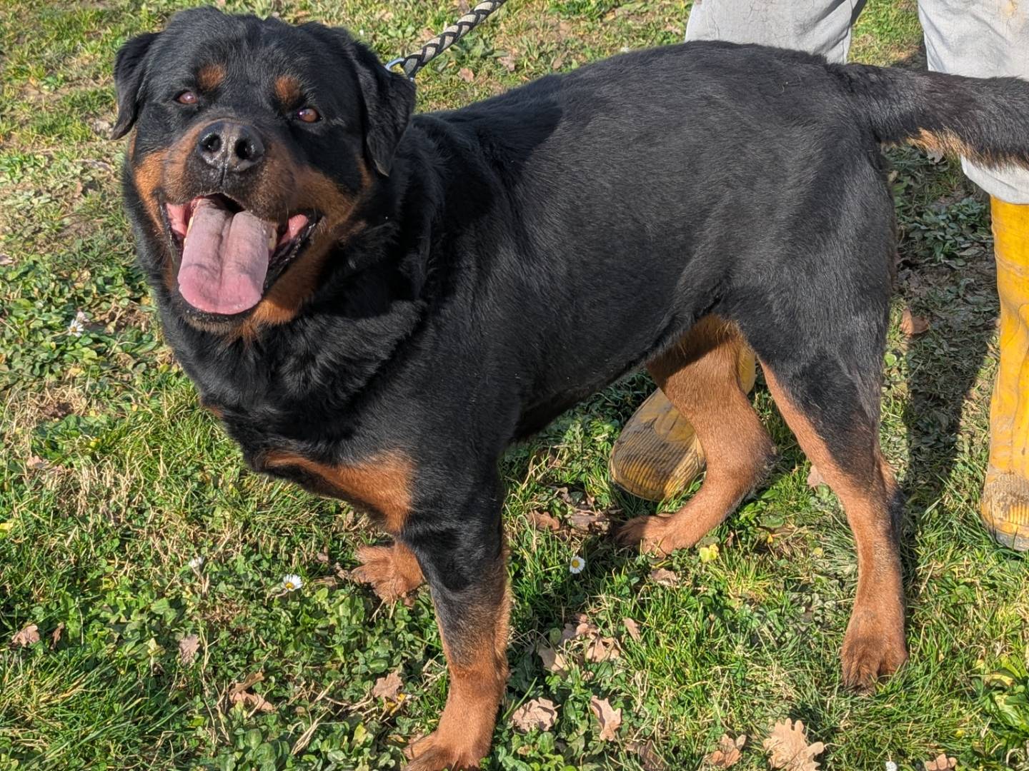 Adotta un cane, femmina, 6 anni  e 1 mese, Pisa