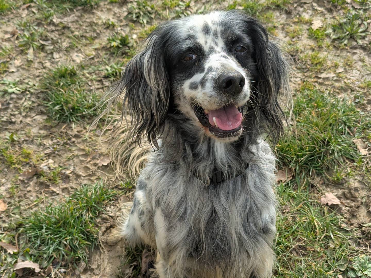 Adotta un cane, maschio, 5 anni  e 3 mesi , Pisa