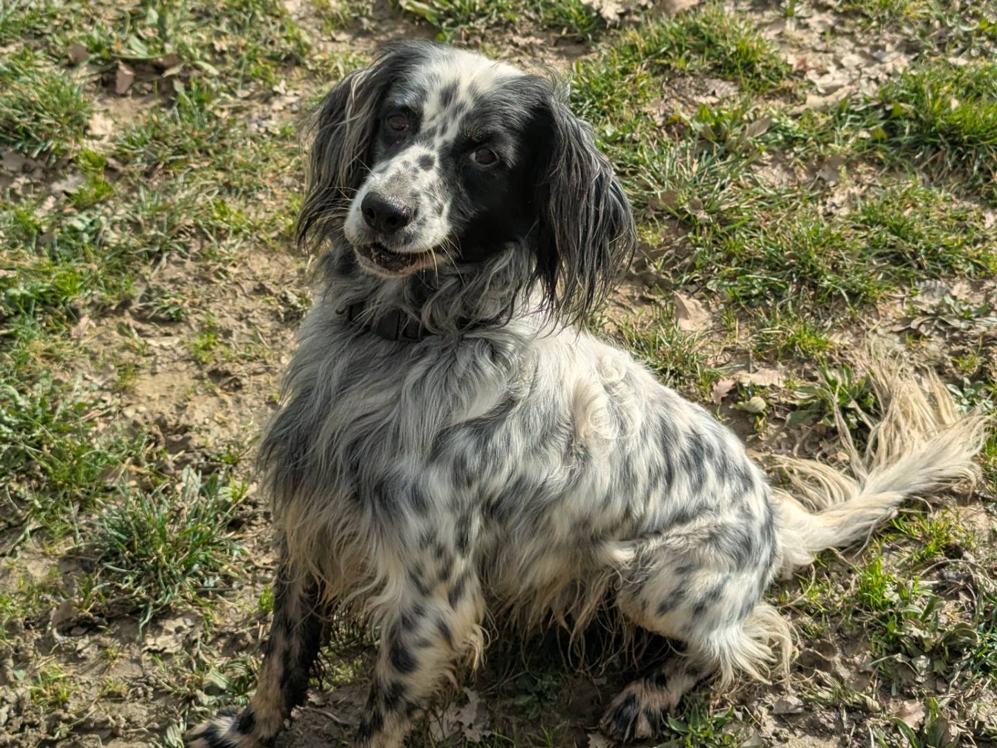 Adotta un cane, taglia media, maschio, Pisa