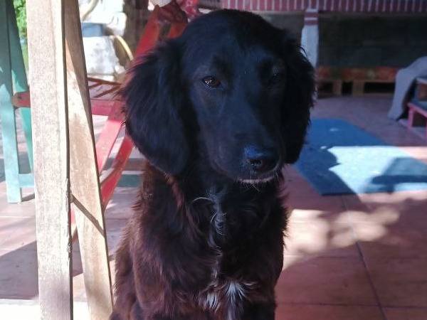Foto 2 dell'animale