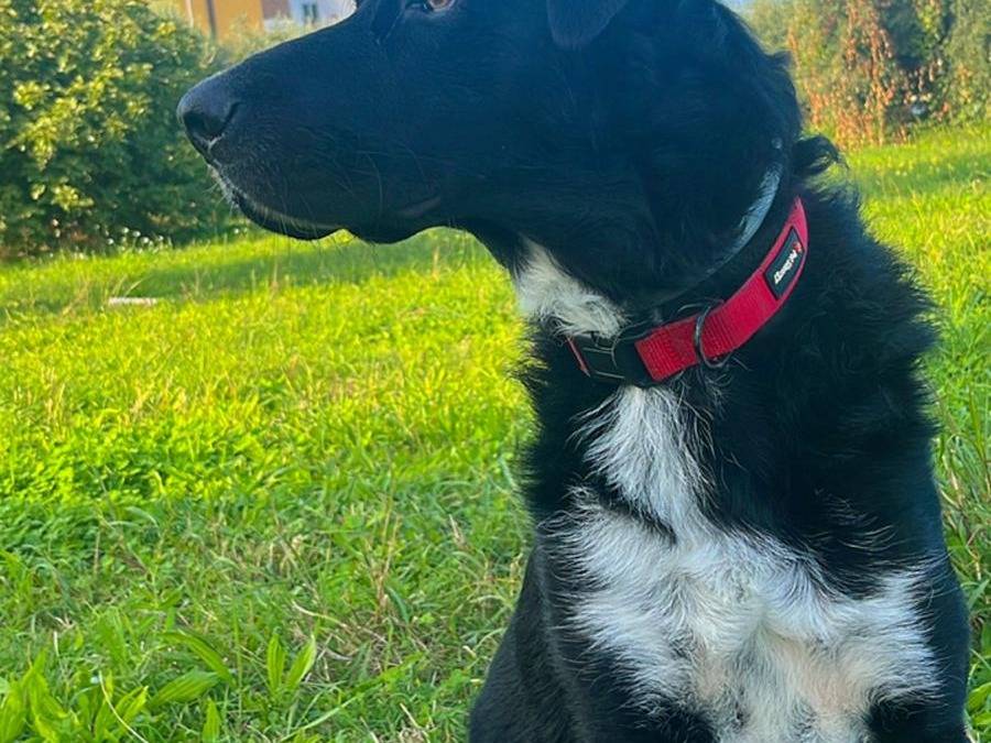 Adotta un cane, taglia grande, maschio, Siena