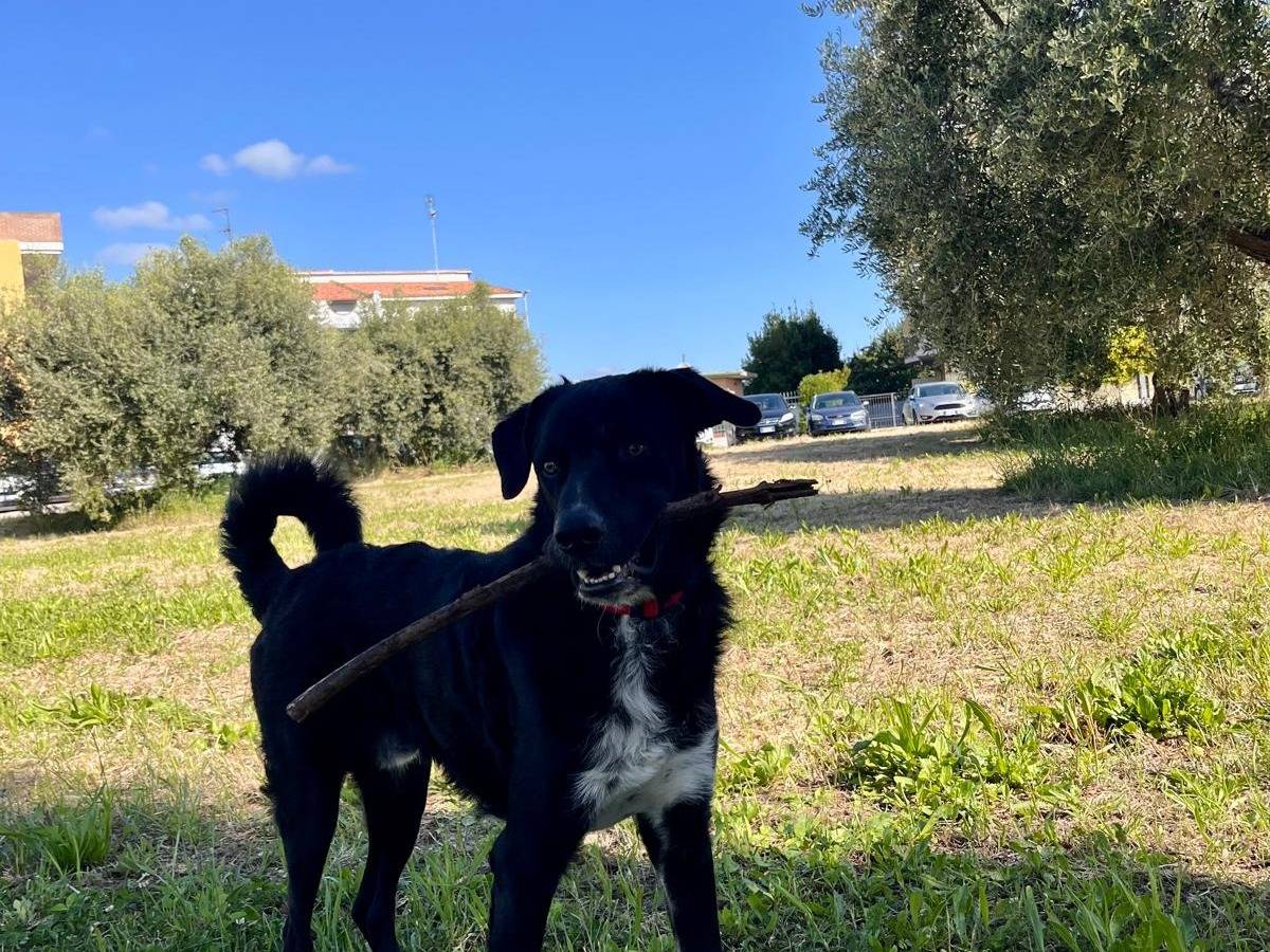 Vuoi adottare un cane a Siena?