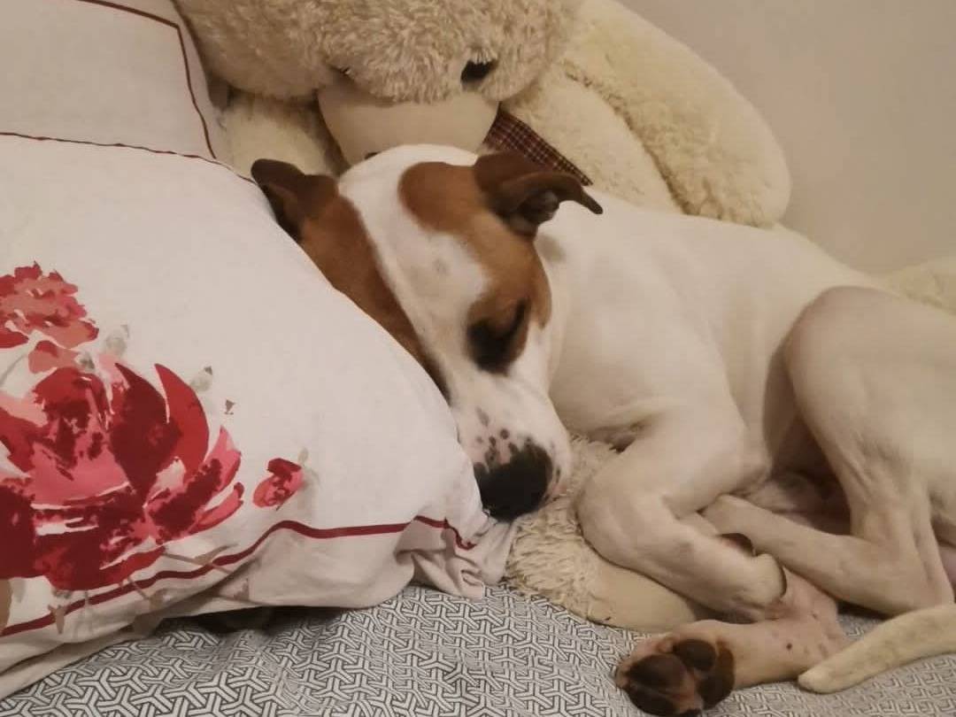 Adotta un cane, maschio, 5 anni  e 4 mesi , Pistoia