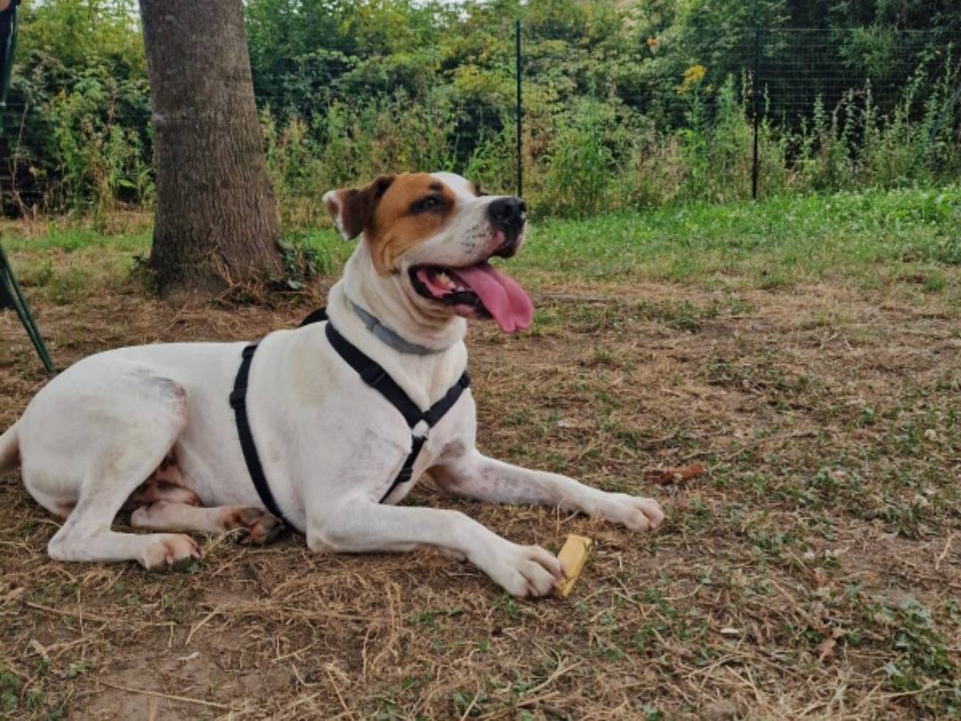 Adotta un cane, taglia grande, maschio, Pistoia