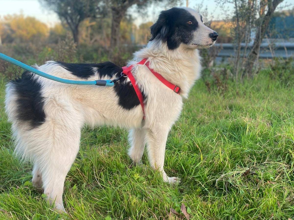 Adotta un cane, maschio, 1 anno e 3 mesi , Siracusa