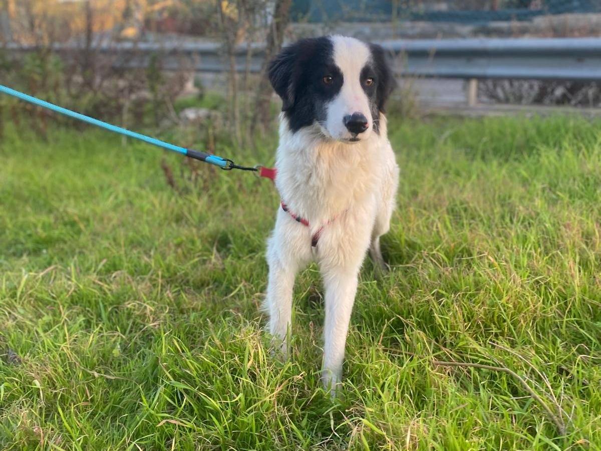 Adotta un cane, taglia media, maschio, Siracusa