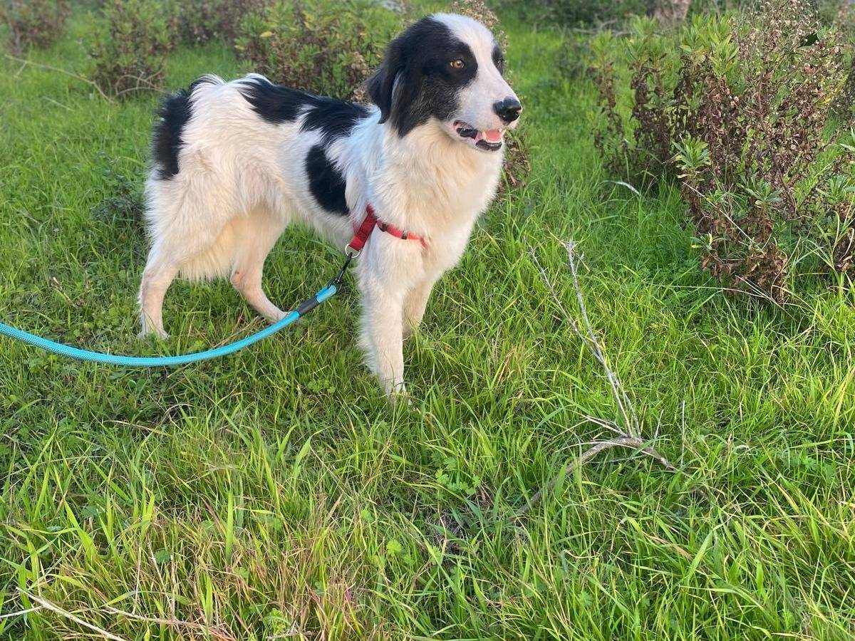 Vuoi adottare un cane a Siracusa?