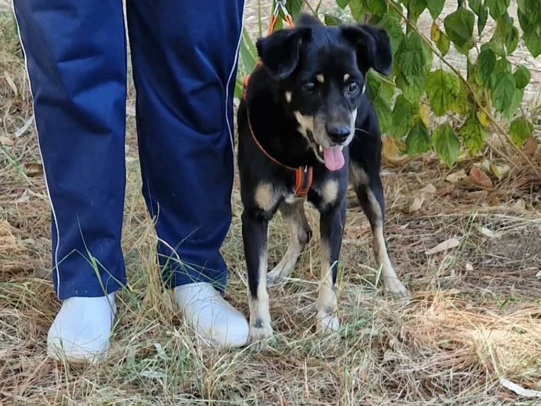 Adotta un cane, maschio, 10 anni , Catanzaro