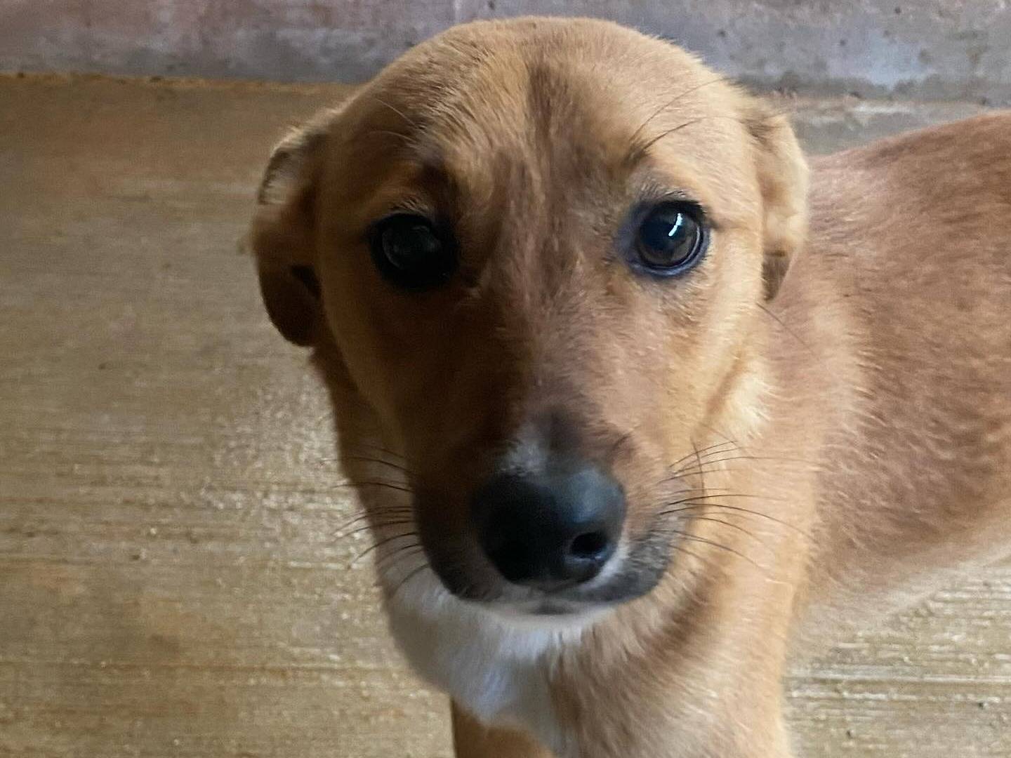 Adotta un cane, maschio, 1 anno e 6 mesi , Latina