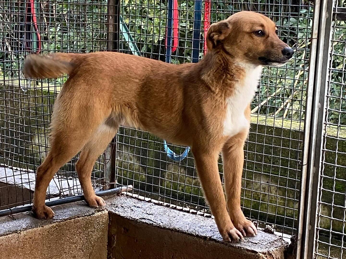 Adotta un cane, taglia media contenuta, maschio, Latina