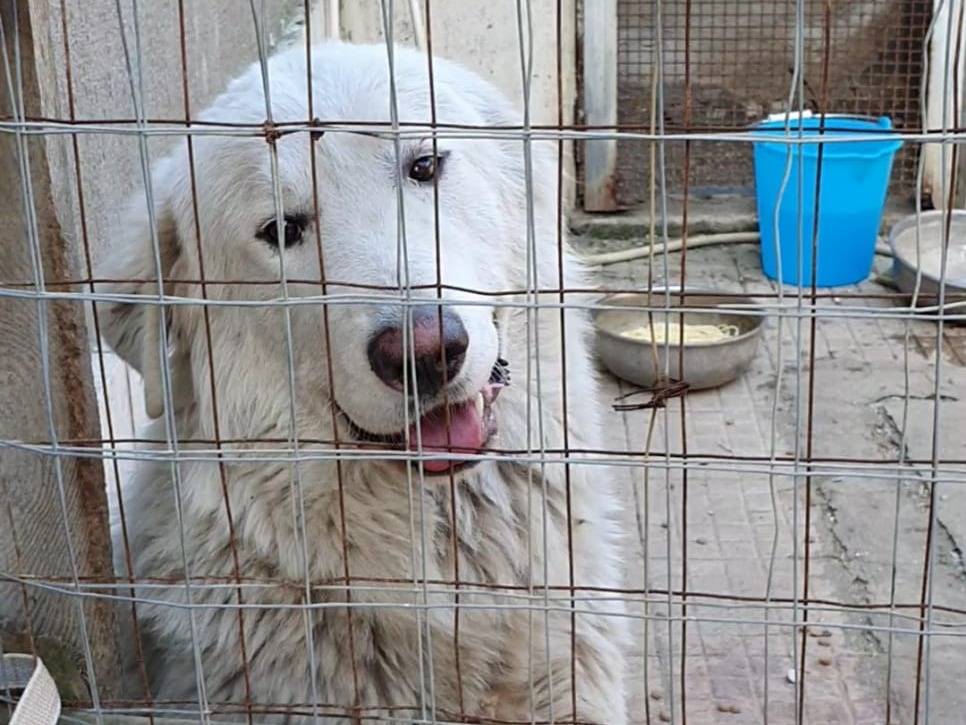 Adozione cane, maschio, Pastore maremmano Razza sconosciuta, 1 anno e 5 mesi , taglia gigante, Asti