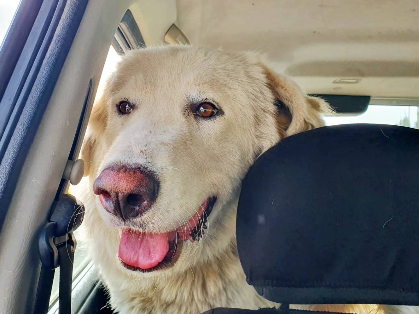Adotta un cane, maschio, 1 anno e 5 mesi , Asti