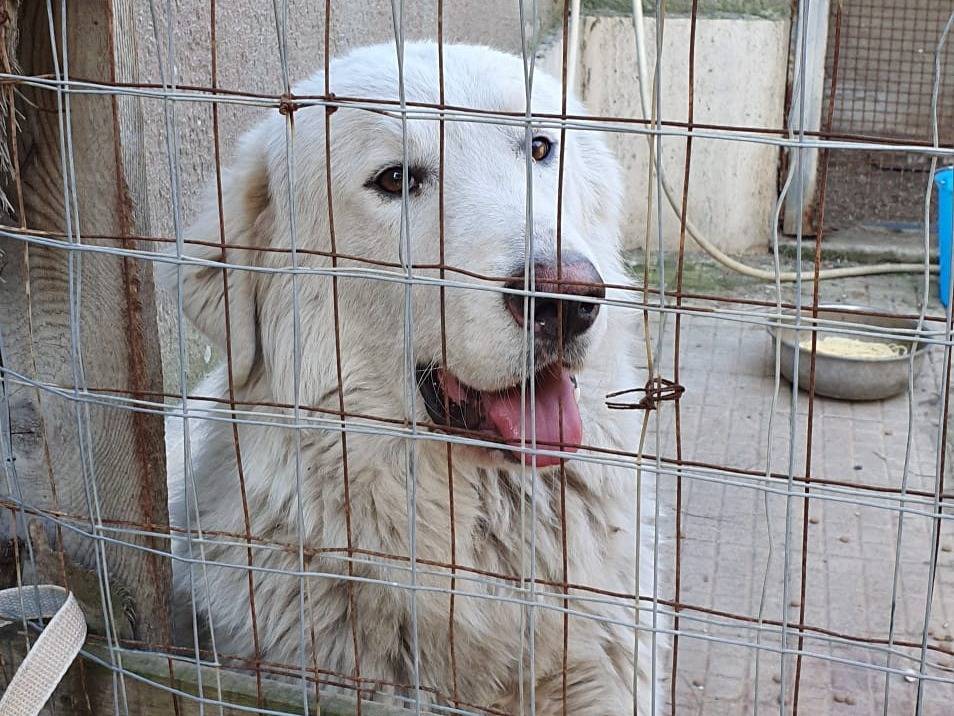 Adotta un cane, taglia gigante, maschio, Asti