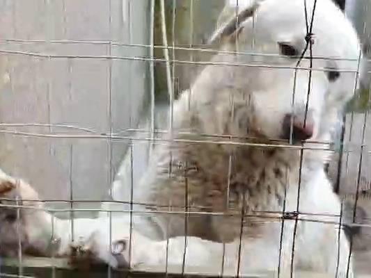 Adotta il cane Max a Asti