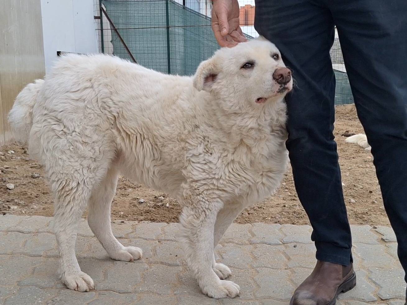 Adotta un cane, taglia grande, maschio, Como
