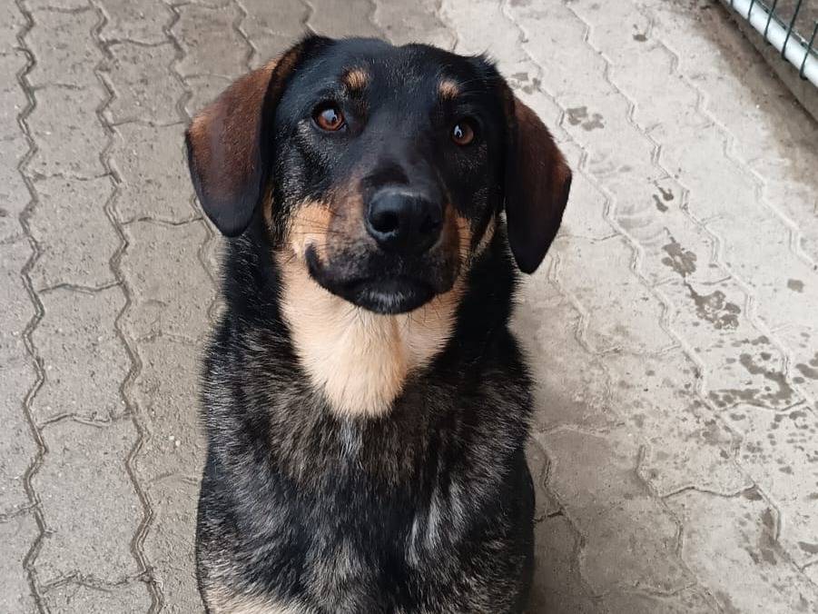 Foto dell'animale