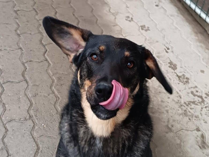 Adotta un cane, femmina, 1 anno e 2 mesi , Alessandria