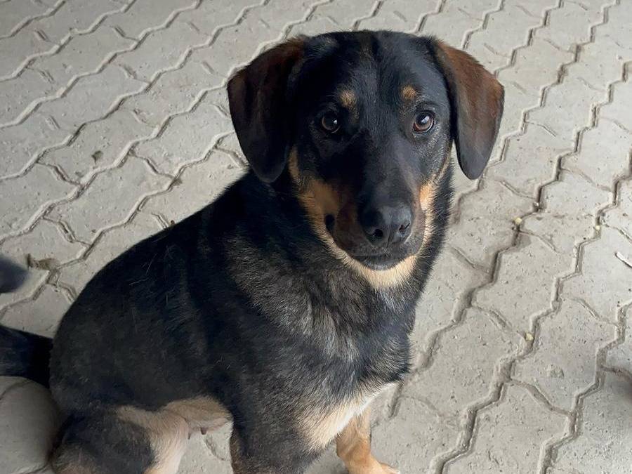 Adotta un cane, taglia media, femmina, Alessandria