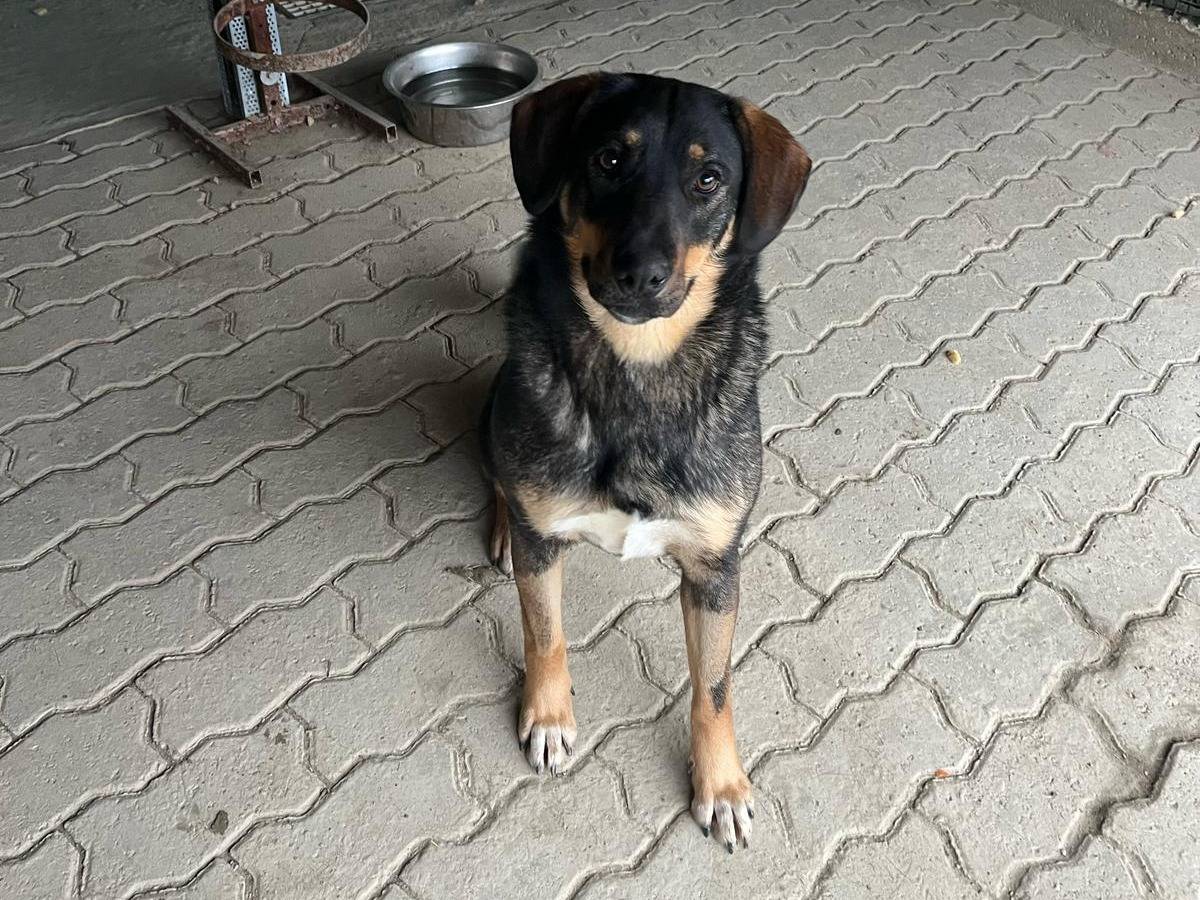 Vuoi adottare un cane a Alessandria?