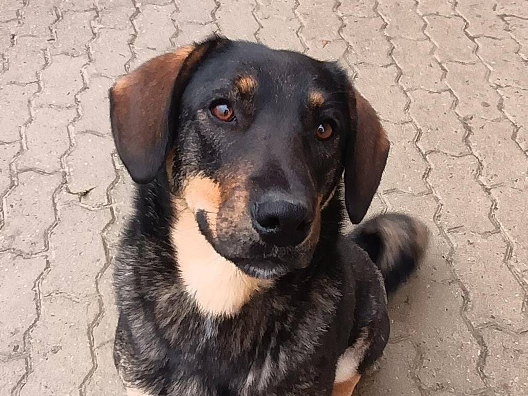 Adotta il cane Betty a Alessandria