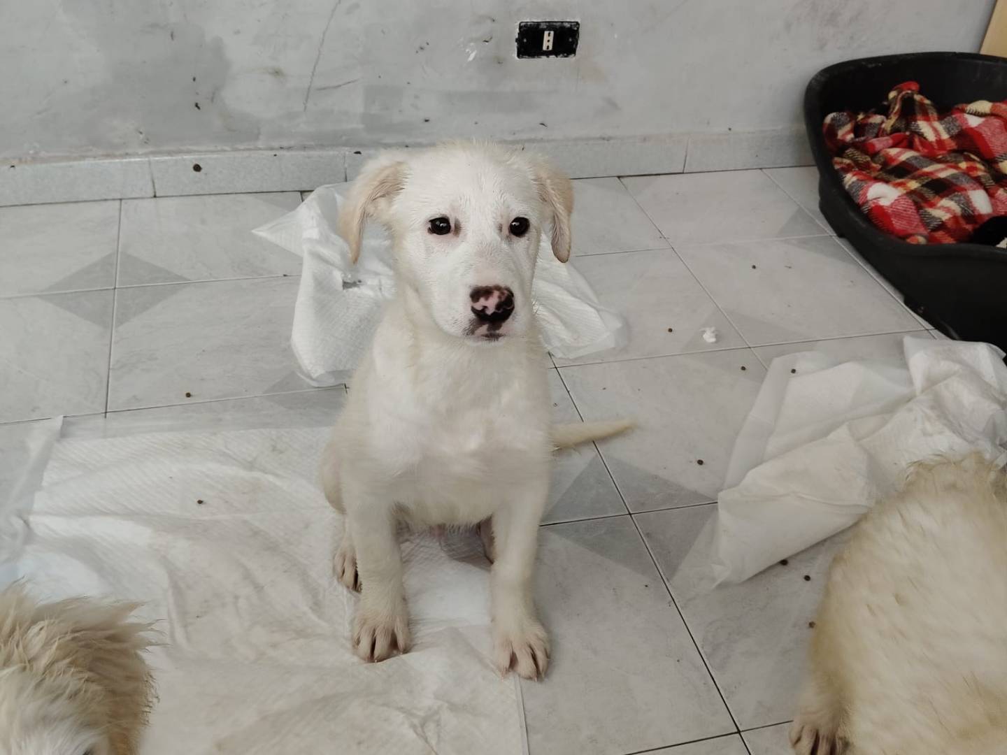 Foto dell'animale