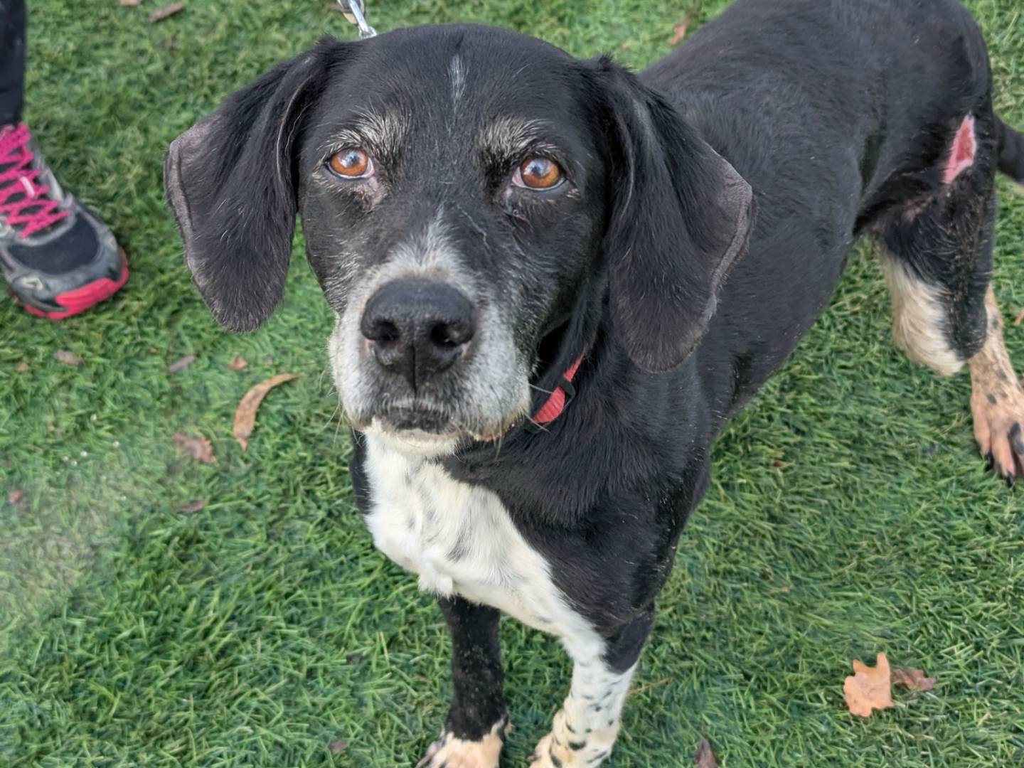 Adozione cane, femmina, Pointer Razza sconosciuta, 7 anni , taglia media, Pisa