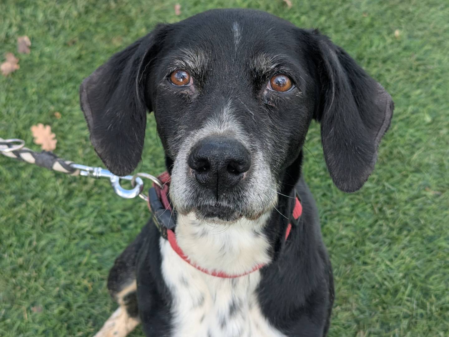 Adotta un cane, femmina, 7 anni , Pisa