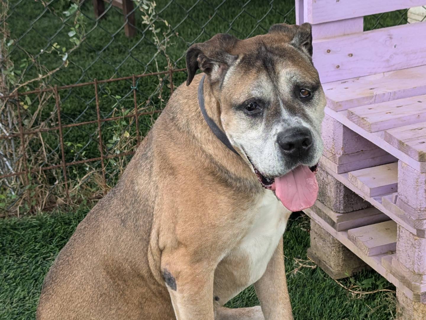 Adotta un cane, maschio, 10 anni  e 3 mesi , Pisa