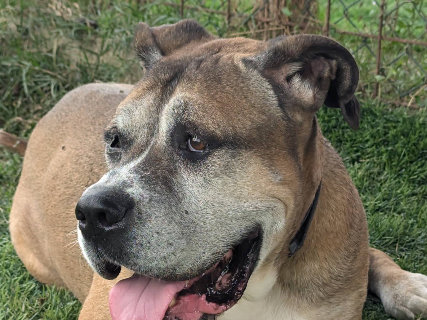 Adotta un cane, taglia gigante, maschio, Pisa