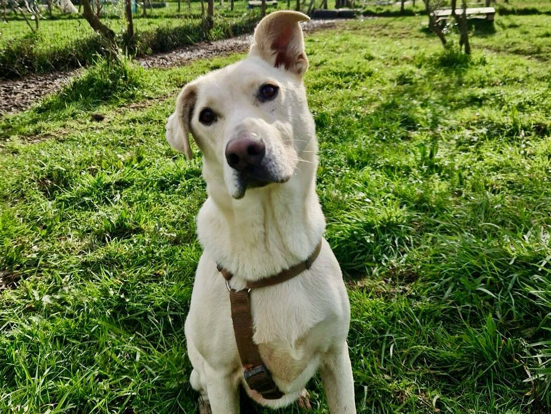 Adozione cane, maschio, Razza sconosciuta Razza sconosciuta, 3 anni , taglia media, Pistoia