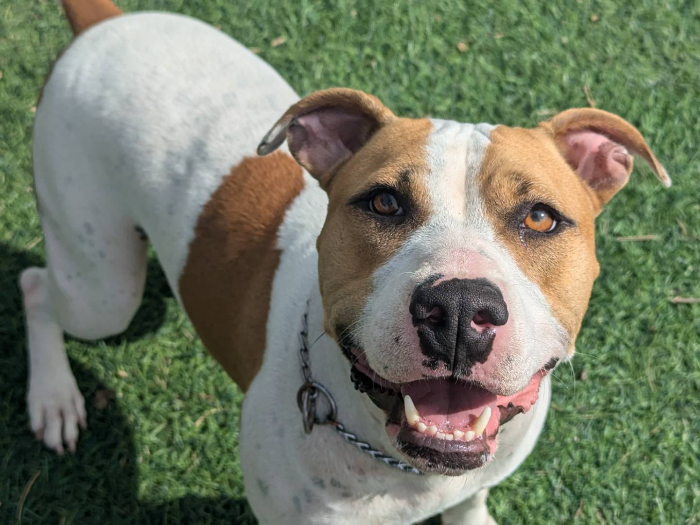 Adotta un cane, femmina, 4 anni  e 2 mesi , Pisa